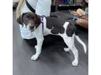 Adopt Fanta a Chocolate Labrador Retriever, German Shorthaired Pointer