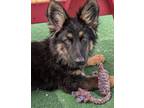Adopt Luna a German Shepherd Dog