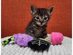 Adopt Sable a Tabby, Domestic Short Hair