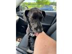 Adopt Fresca a Labrador Retriever, Pit Bull Terrier