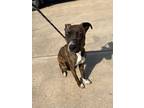 Adopt Polly a Pit Bull Terrier, Boxer