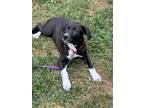 Adopt Brooke a Hound, German Shorthaired Pointer