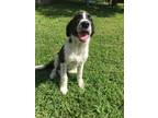 Adopt Aly a Border Collie