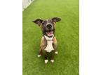 Adopt Lorax a Pit Bull Terrier, Rottweiler