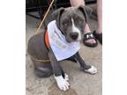 Adopt Seren a Pit Bull Terrier