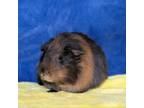 Adopt Sienna a Guinea Pig