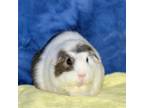 Adopt Marshmellow a Guinea Pig