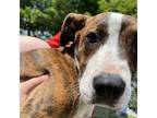 Adopt TinkerBell a Mixed Breed