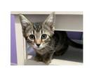 Adopt Martini a Domestic Short Hair, Tabby