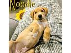 Adopt Noodle a Beagle, Cattle Dog