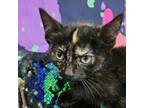 Adopt KIRRA a Domestic Short Hair