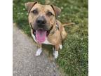 Adopt Brandy a Mixed Breed
