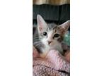 Adopt Birdie a Domestic Short Hair