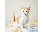 Adopt Maisee a Domestic Short Hair