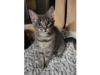 Adopt Sangria a American Shorthair