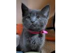 Adopt Nicoya a American Shorthair