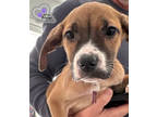 Adopt Gertrude McFuzz - Seuss Litter a Pit Bull Terrier, Mixed Breed