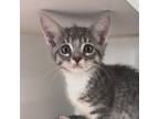 Adopt Madeline a Domestic Short Hair