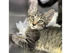 Adopt Muffin CFS# 240047352 a Domestic Short Hair