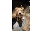 Adopt Willow a Pit Bull Terrier