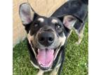 Adopt Lavender Latte a Shepherd