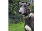 Adopt Afina a Greyhound