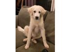 Adopt Fern a Great Pyrenees