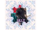 Adopt Lilly a Labrador Retriever, American Bully
