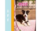 Adopt Rose a Labrador Retriever, American Bully