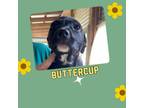 Adopt Buttercup a Labrador Retriever, American Bully