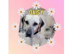 Adopt Daisy a German Shepherd Dog
