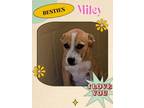 Adopt Miley a Labrador Retriever, Terrier