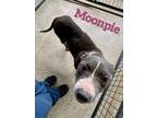 Adopt Mama Moonpie a American Bully, Labrador Retriever