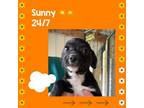 Adopt Sunny a Labrador Retriever, American Bully