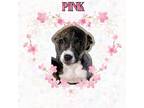 Adopt PINK a Labrador Retriever, Terrier