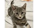 Adopt Sushi a Domestic Short Hair