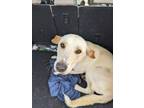 Adopt Lily a German Shepherd Dog, Labrador Retriever