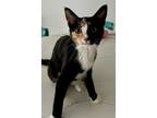 Adopt Anabelle a Calico