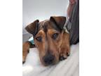 Adopt Clover a German Shepherd Dog, Rottweiler