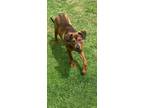 Adopt Crimson a German Shepherd Dog, Rottweiler