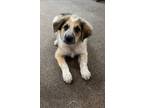 Adopt Winona a Great Pyrenees