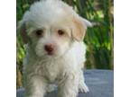 Havanese Puppy for sale in Wilson, NY, USA