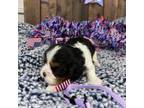 Cavalier King Charles Spaniel Puppy for sale in Lebanon, MO, USA