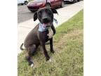 Adopt Sadie a Labrador Retriever