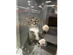 Adopt Eilene a Domestic Short Hair