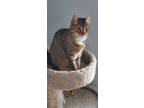 Adopt Queen a Maine Coon, Domestic Short Hair