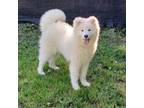 Samoyed Puppy for sale in Huntley, IL, USA