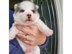 Alaskan Klee Kai Puppy for sale in Miltona, MN, USA