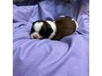 Shih Tzu Puppy for sale in Gaylord, MI, USA