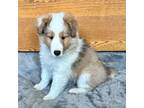 Shetland Sheepdog Puppy for sale in Oakland, MD, USA